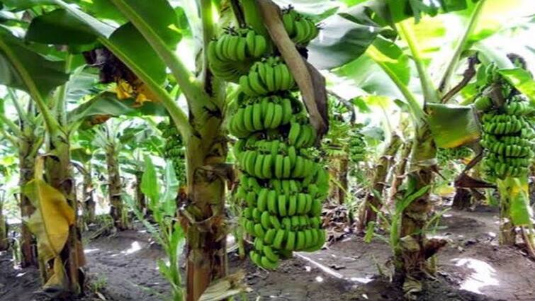 Theni Agriculture news banana farming damage farmers suffer - TNN தேனியில் வாழை விவாசாயம் பாதிப்பு -  காரணம் என்ன ?
