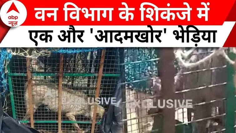 UP Information: One other Menacing Wolf Captured By Forest Division In Bahraich Amidst Ongoing Disaster | ABP Information