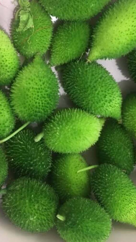 బోడ కాకరతో ఆరోగ్యానికి బోలెడు లాభాలు