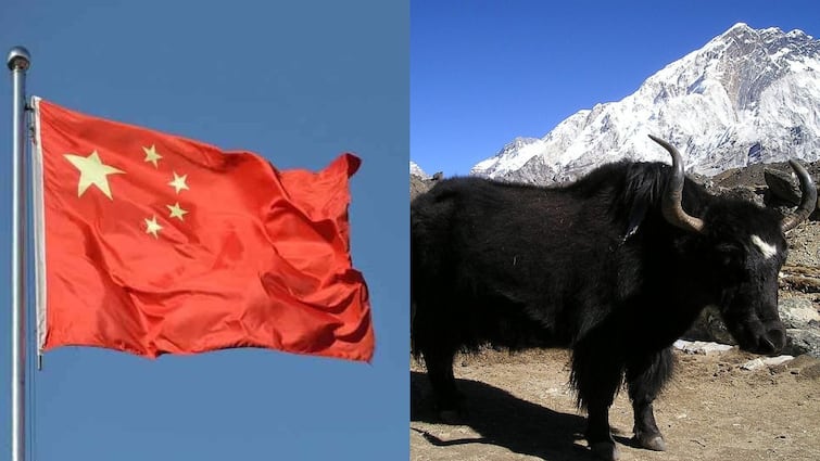 Indian Army counter Chinese Army conspiracy in Border with China handed over 40 yaks  फिर से LAC पर 'जानवरों' वाली साजिश कर रहा था चीन, भारतीय सेना ने ऐसे दिया जोरदार जवाब