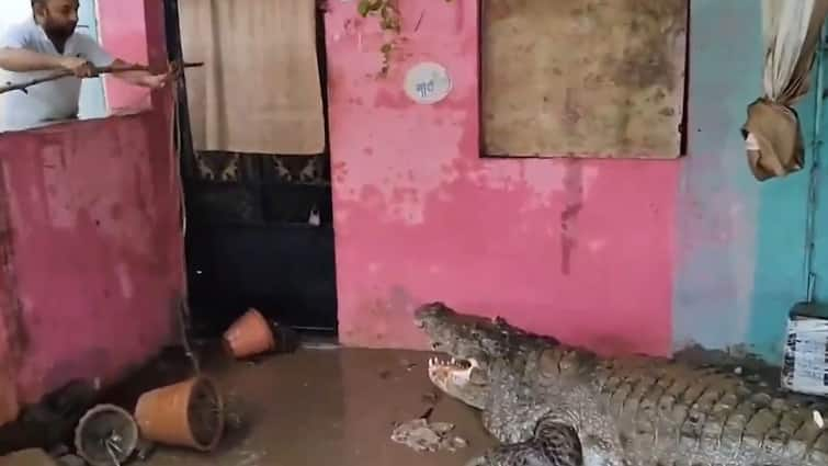 10 foot crocodile enters vadodara home amid heavy rain video goes viral Viral Video: ఇంట్లోకి వచ్చిన 12 అడుగుల మొసలి, గజగజ వణికిపోయిన స్థానికులు - వీడియో