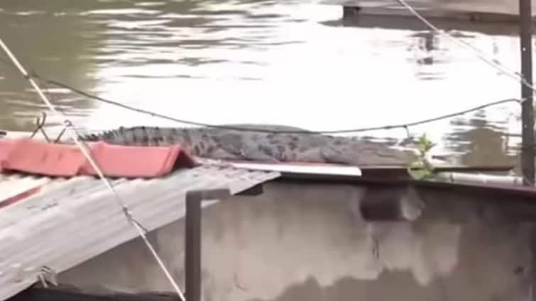 Gujarat floods Crocodile spotted over house roof in Vadodara વડોદરાવાસીઓ પર પૂર બાદ આવી નવી મુસીબત, એટલું પાણી ભરાયું કે છાપરા પર આવી ગયો મગર, જુઓ વીડિયો