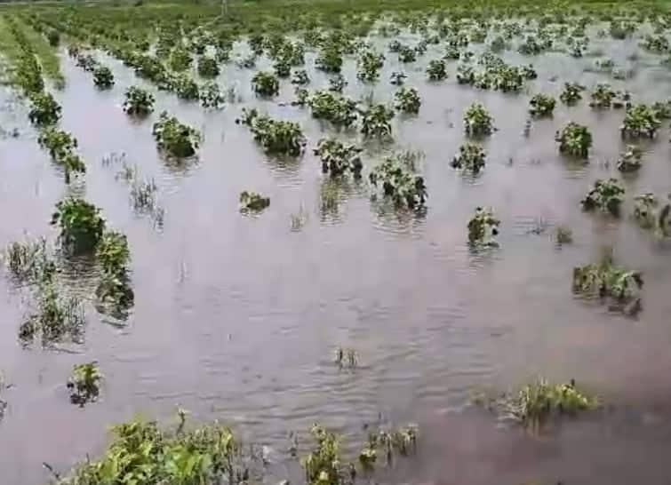 According to the forecast of the Meteorological Department, heavy rain is expected in these states including Gujarat and Rajasthan Rain Forecast: દિલ્લી, રાજસ્થાન ગુજરાત સહિત આ રાજ્યોમાં આગામી 24 કલાક ભારે વરસાદની આગાહી