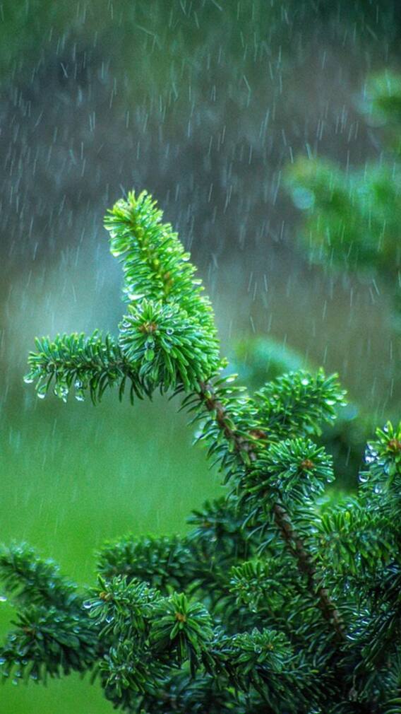 ਪੰਜਾਬ ਦੇ 6 ਜ਼ਿਲ੍ਹਿਆਂ 'ਚ ਵਰ੍ਹੇਗਾ ਮੀਂਹ, ਲੋਕਾਂ ਨੂੰ ਮਿਲੇਗੀ ਗਰਮੀ ਤੋਂ ਰਾਹਤ