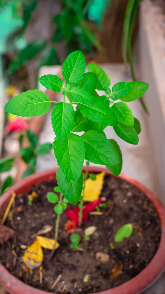 सुकलेलं तुळशीचं रोप काढण्याची योग्य पद्धत