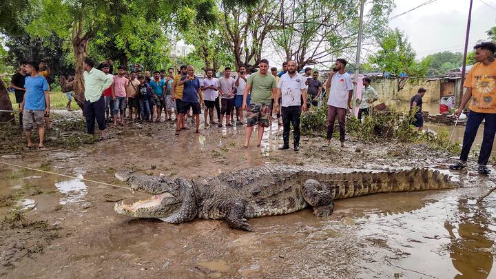 Crocodiles have entered many localities in Vadodara due to the overflowing Vishwamitri River. (Source: PTI)