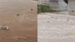 सतना में गायों को नदी में छोड़ने के मामले में पुलिस की बड़ी कार्रवाई, नाबालिग समेत 4 गिरफ्तार