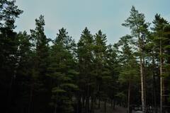 ​करीब एक एकड़ जमीन पर ‘मातृ वन’ स्थापित करेगा कृषि मंत्रालय लगभग, कृषि मंत्री चौहान ने कही ये बड़ी बात