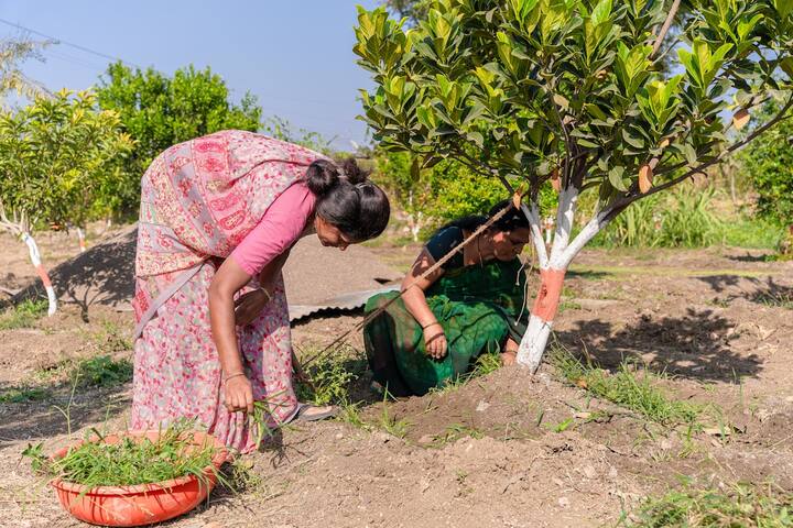 एक सरकारी बयान के अनुसार, चौहान ने नई दिल्ली के पूसा परिसर में पौधे रोपे. कृषि मंत्रालय के अंतर्गत आने वाले करीब 800 संस्थानों ने देशभर में 3,000-4,000 पौधे रोपे हैं.