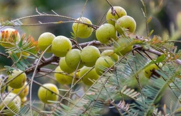 आंवला आंखों के लिए बहुत फायदेमंद होता है। आंवला आंखों की चमक बढ़ाता है और आंखों को स्वस्थ रखता है।