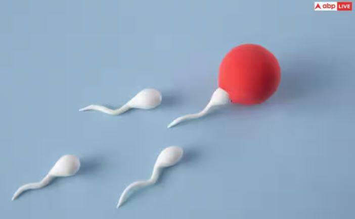 ਜਦੋਂ ਇੱਕ ਆਦਮੀ ਆਪਣੀ ਜਵਾਨੀ ਵਿੱਚ ਹੁੰਦਾ ਹੈ, ਤਾਂ ਉਸਦੇ ਸ਼ੁਕਰਾਣੂਆਂ ਦੀ ਗਿਣਤੀ ਕਾਫ਼ੀ ਵੱਧ ਜਾਂਦੀ ਹੈ।