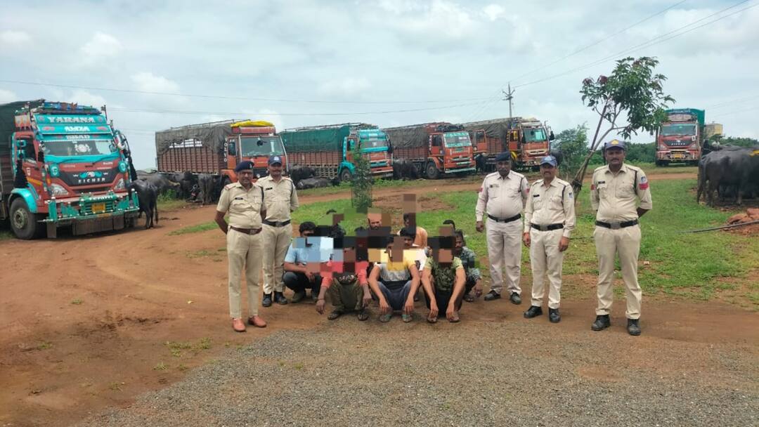 MP News action against cattle smuggling in Barwani 110 cattle rescued 11 people arrested ANN बड़वानी में पशु तस्करी के खिलाफ बड़ी कार्रवाई, तीन ट्रकों से 110 मवेशी बरामद, 11 तस्कर गिरफ्तार
