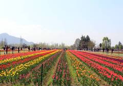 Kashmir Tour: कश्मीर की हसीन वादियों के लिए IRCTC लाया स्पेशल टूर, जानें कितना लगेगा खर्च