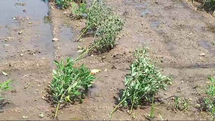 બોટાદ જિલ્લામાં પણ ભારે વરસાદને કારણે ખેડૂતોની સ્થિતિ કફોડી બની છે. છેલ્લા બે દિવસથી વરસાદે વિરામ લીધો છે, પરંતુ ખેતરોમાં હજુ પણ પાણી ભરાયેલા રહેવાથી કપાસ, તલ, મગફળી અને જુવાર જેવા પાકોને નુકસાન થવાની ભીતિ સેવાઈ રહી છે.