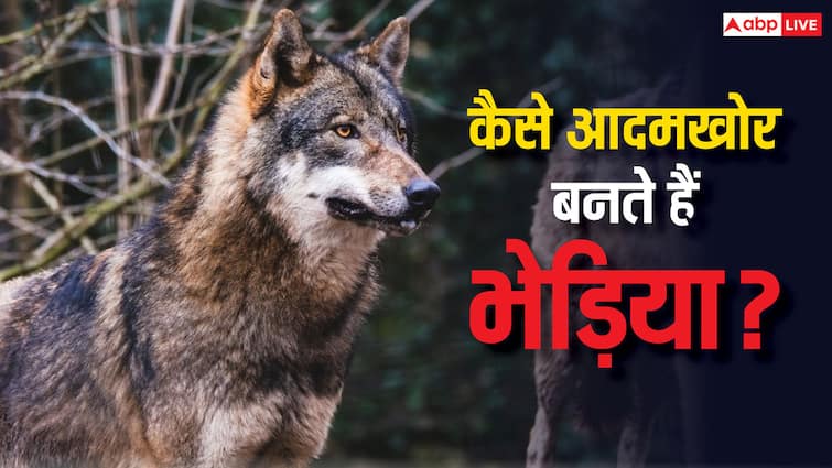 How do animals like wolf and tiger become man eaters do they get addicted to human blood know the reason कैसे आदमखोर बन जाते हैं भेड़िया और बाघ जैसे जानवर, क्या इंसानी खून की लग जाती है लत?