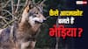 कैसे आदमखोर बन जाते हैं भेड़िया और बाघ जैसे जानवर, क्या इंसानी खून की लग जाती है लत?