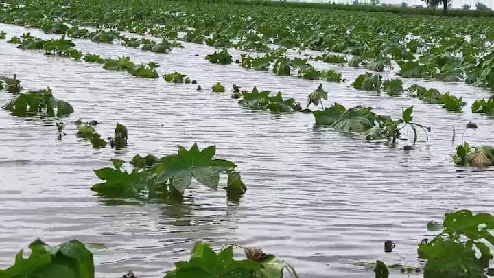 Gujarat crops submerged heavy rains: ગુજરાતના વિવિધ જિલ્લાઓમાં છેલ્લા ત્રણ દિવસથી થઈ રહેલા મૂશળધાર વરસાદે ખેતીવાડી ક્ષેત્રે ભારે નુકસાન પહોંચાડ્યું છે.