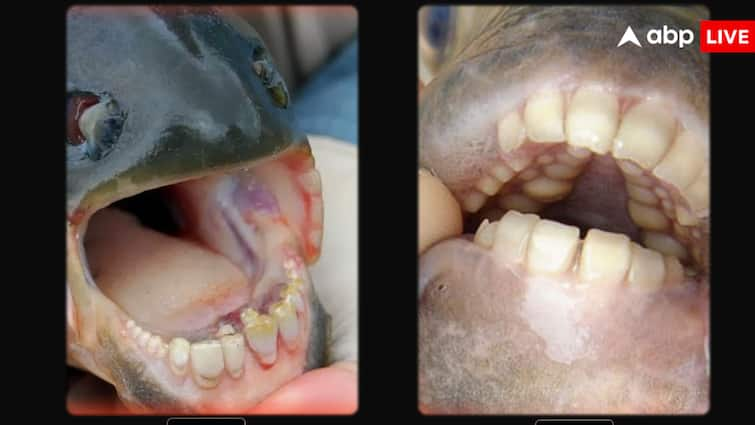 Pacu fish found in a lake in America, its teeth are like humans इस मछली के मुंह में होते हैं इंसानों जैसे दांत, धरती पर सिर्फ इस जगह पाई जाती है