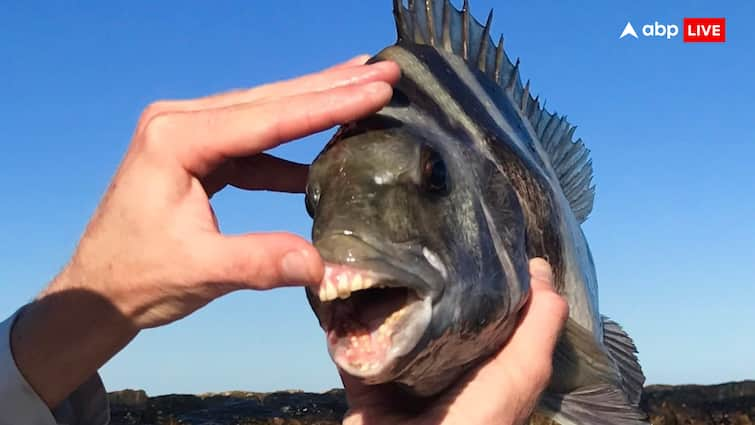 A fish with human like teeth has been found in America is this fish vegetarian इस मछली के दांत इंसानों की तरह, क्या शाकाहारी है ये मछली?