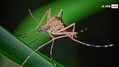 ਕਿੰਨੀ ਹੁੰਦੀ ਹੈ ਮੱਛਰ ਦੀ ਉਮਰ, ਜਾਣੋ