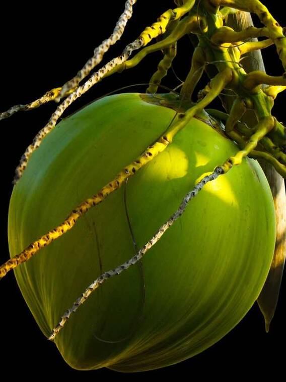 नारियल की खेती के वक्त ध्यान रखें ये बातें