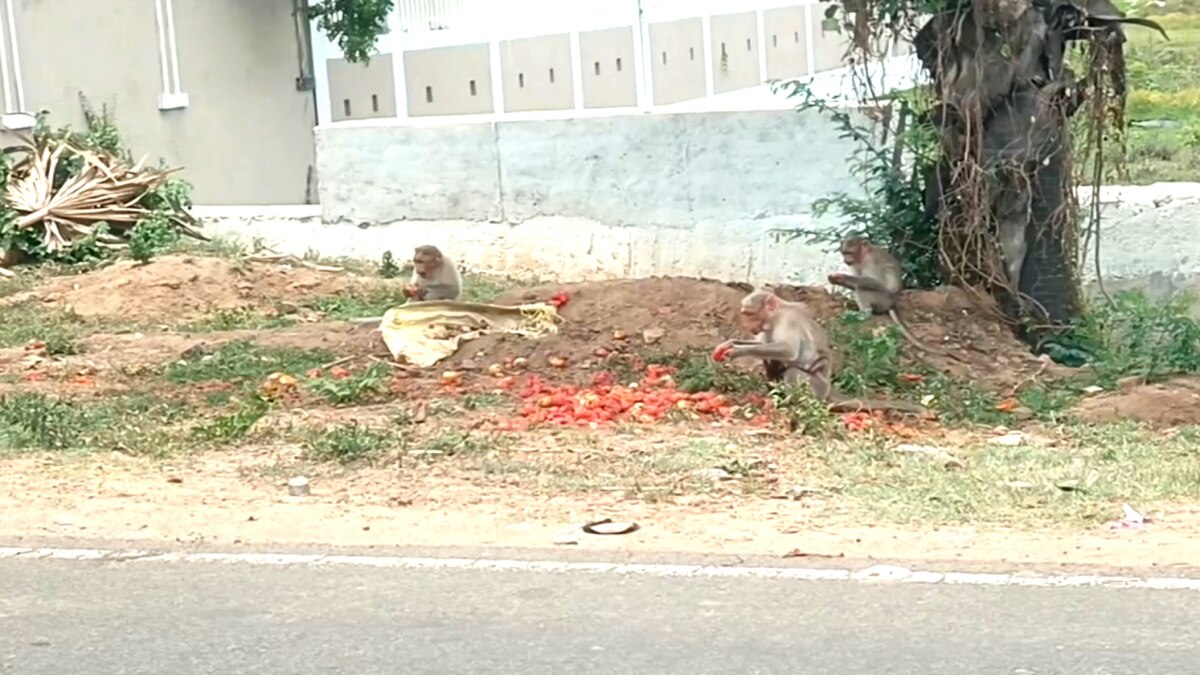 வேரோடு வெட்டி சாய்க்கப்பட்ட மரங்கள் - வாழ்விடம் இழந்து தவிக்கும் குரங்குகள்; சீர்காழி அருகே பரிதாபம்..