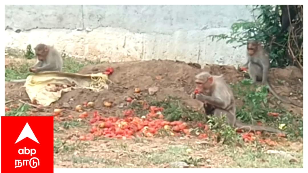 வேரோடு வெட்டி சாய்க்கப்பட்ட மரங்கள் - வாழ்விடம் இழந்து தவிக்கும் குரங்குகள்; சீர்காழி அருகே பரிதாபம்.. Mayiladuthurai sirkazhi sooraikadu Monkeys century-old trees that are being uprooted for road expansion are suffering from loss of habitat வேரோடு வெட்டி சாய்க்கப்பட்ட மரங்கள் - வாழ்விடம் இழந்து தவிக்கும் குரங்குகள்; சீர்காழி அருகே பரிதாபம்..