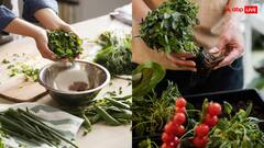 कभी भी सब्जी नहीं खरीदते हैं इस गांव के लोग, हर घर में है खुद का बगीचा