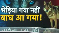 भेड़िया गया नहीं, बाघ आ गया, लखीमपुर में लोगों की जान पर आफत,8 बाघों की तलाश तेज
