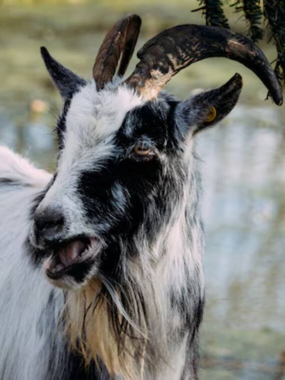 कितने रुपये का बिकता है बकरी का दूध?