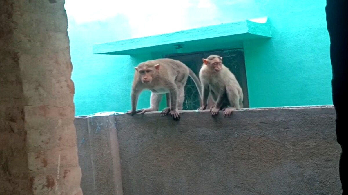 வேரோடு வெட்டி சாய்க்கப்பட்ட மரங்கள் - வாழ்விடம் இழந்து தவிக்கும் குரங்குகள்; சீர்காழி அருகே பரிதாபம்..