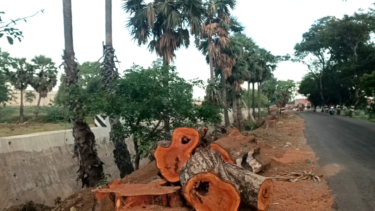 வேரோடு வெட்டி சாய்க்கப்பட்ட மரங்கள் - வாழ்விடம் இழந்து தவிக்கும் குரங்குகள்; சீர்காழி அருகே பரிதாபம்..