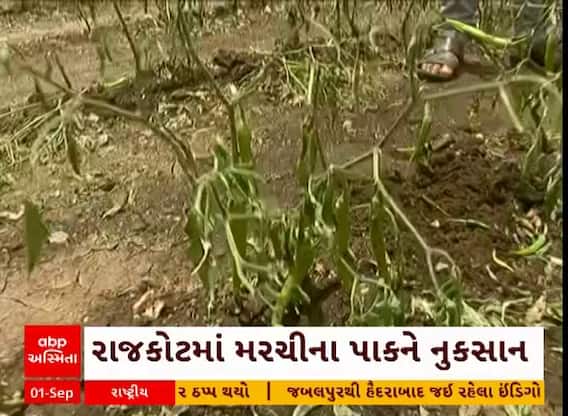 Rajkot Farmer | ભારે વરસાદના કારણે રાજકોટ જિલ્લામાં મરચીના પાકને વ્યાપક નુકસાન