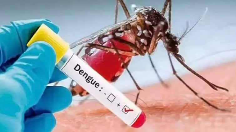 Delhi spikes viral and bacterial infections due to rain Terror Dengue, Malaria and Chikungunya Covid-19 दिल्ली में मच्छरों का आतंक, बारिश से वायरल और बैक्टीरियल इंफेक्शन के बढ़े मामले,  ऐसे रखें खुद को सुरक्षित