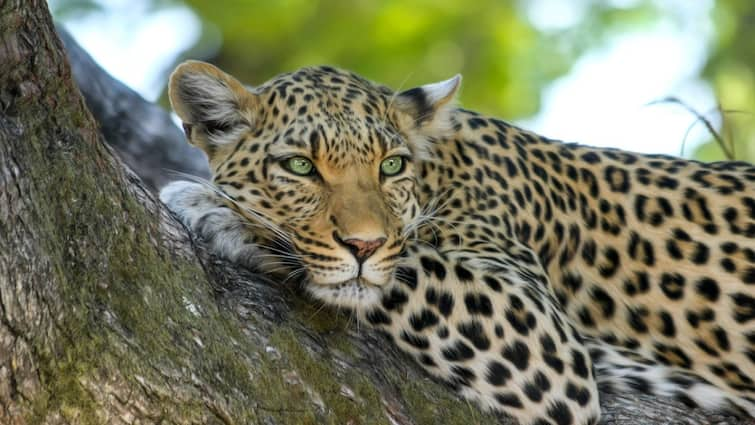 Leopard Attack In Gujarat Amreli 2 Year Old Mauled To Death Gujarat: Leopard Mauls 2-Year-Old To Death In Amreli, Drops Body After Father Chases After It