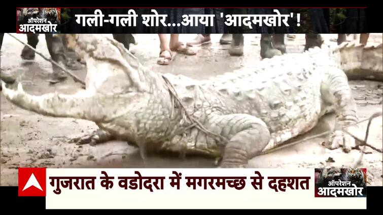 Deadly Crocodiles Roaming Freely In Residential Areas, Watch Video To Know Its Impact? | ABP News