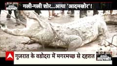 Deadly Crocodiles Roaming Freely In Residential Areas, Watch Video To Know Its Impact? | ABP News