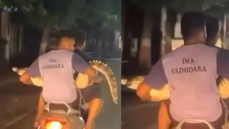 Vadodara Animal Rescuers Tripling On Bike With A Crocodile Viral Video: బైక్‌పైన షికార్లు చేస్తున్న భారీ మొసలి, వాహనదారులంతా షాక్ - వీడియో