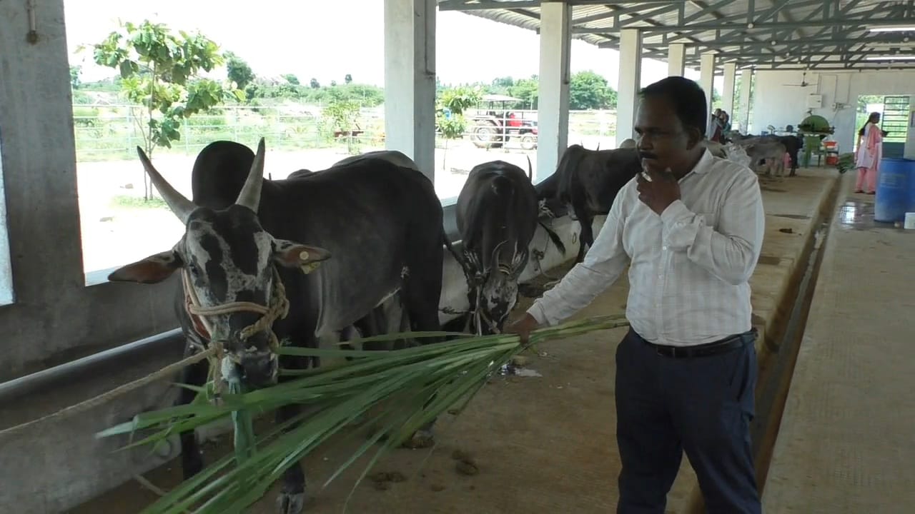 4 மாடுகளை வாங்கி 44 மாடுகளாக உருவாக்கிய ஆராய்ச்சியாளர்கள் - அது எப்படி சாத்தியம்?