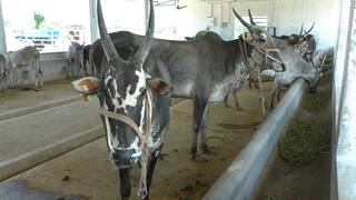 Dharmapuri news Aalampaadi cow research center cow increase How to possible - TNN 4 மாடுகளை வாங்கி 44 மாடுகளாக உருவாக்கிய ஆராய்ச்சியாளர்கள் - அது எப்படி சாத்தியம்?