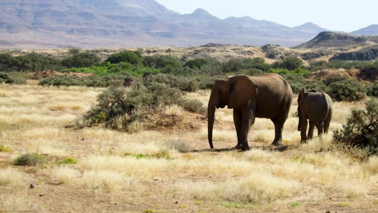 Namibia in Southern Africa Is Killing Elephants, Zebras For Their Meat. Reason Low On Food Reserves due to worst drought UN Drought-Hit Namibia Is So Low On Food Reserves That It's Killing Elephants For Meat