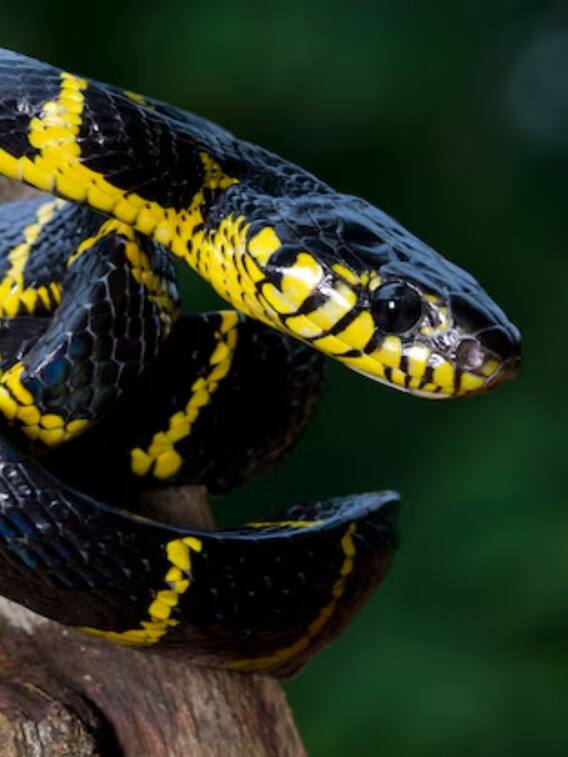 सांप आपस में बातचीत कैसे करते हैं