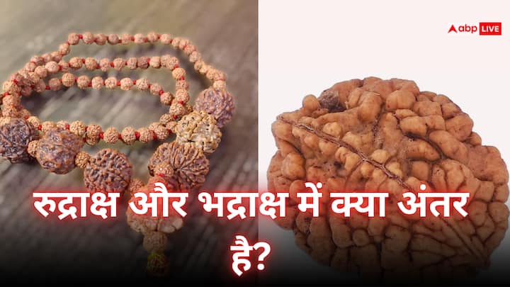 Rudraksha: रुद्राक्ष और भद्राक्ष दोनों की विशेषता जानकर आपके होश उड़ जाएंगे.