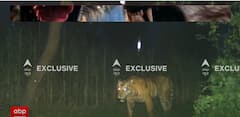 Lakhimpur Kheri: Tiger Spotted On Camera At 5 AM | ABP News