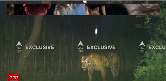 Lakhimpur Kheri: Tiger Spotted On Camera At 5 AM | ABP News