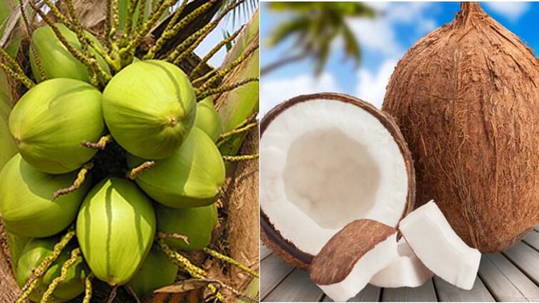 World Coconut Day: Is it Coconut Day? What is this celebration for? Let's find out..! World Coconut Day: இன்னைக்கு தேங்காய் தினமா? இந்த கொண்டாட்டம் எதற்காக? வாங்க தெரிந்து கொள்வோம்..!