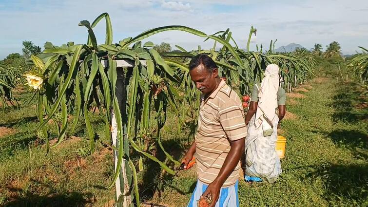 Dharumapuri farmer Dragon fruit  Anguish that the price is not enough for water problem - TNN Dragon Fruit: கொஞ்சம் தண்ணீர் நிறைய மகசூல்,  மக்களுக்கு மகத்துவம் தெரியாததால் விலை இல்லை - விவசாயி வேதனை
