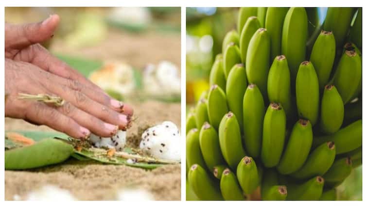 Amavasai Padayal  Why Raw Banana is Always Included Here is What You Need to Know Amavasai Padayal: அமாவாசை நாள் படையல் சாப்பாடு! வாழைக்காய் கட்டாயம் இடம்பெறுவது ஏன்?