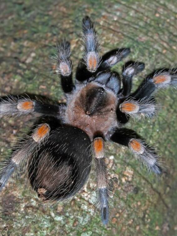 यहां होती हैं चूहों के साइज की मकड़ियां