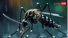 Dengue: કેટલો ખતરનાક છે ડેન્ગ્યૂ તાવ, કેમ ડેન્ગ્યૂની બીમારીથી માણસનો જીવ જઇ શકે છે ?
